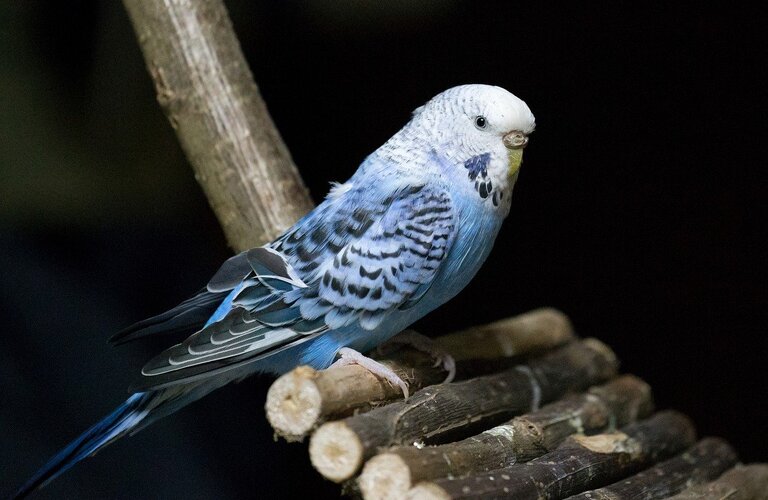 愛するインコと快適な暮らしを！窓ガラスフィルム施工でペットに優しい空間を！