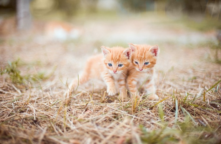 保護猫を迎えたら、快適な住まいは窓から始まる！