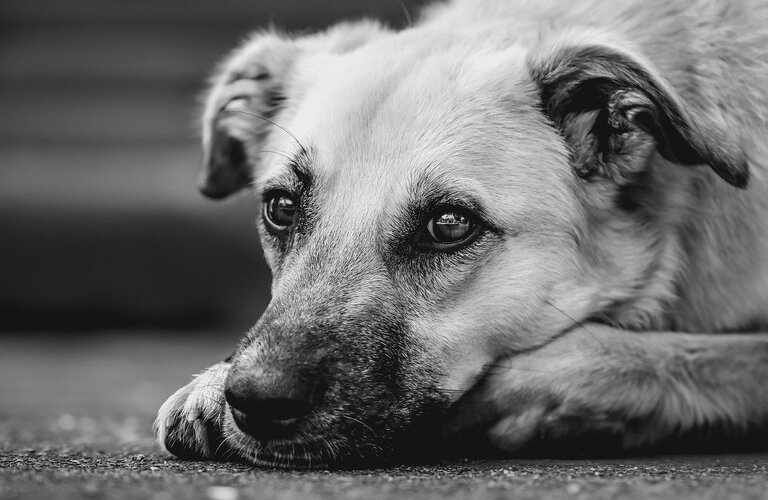 犬も快適！夏の暑さ対策には窓ガラスフィルムが必須です