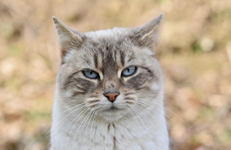 猫と快適に過ごすための窓対策！