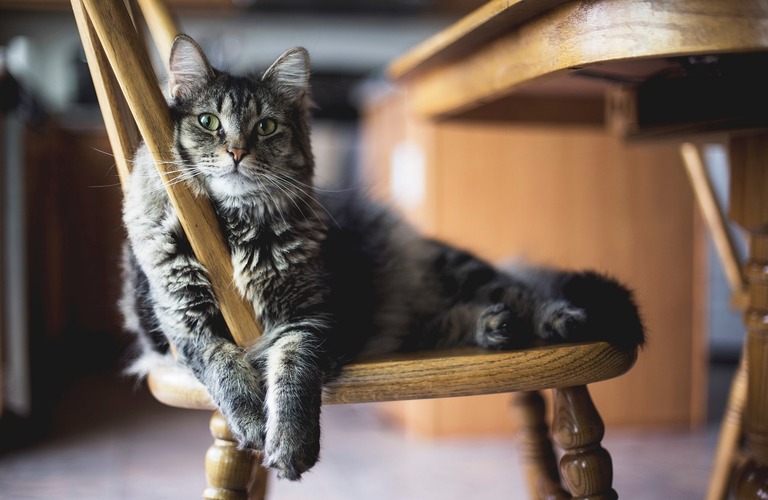 猫と快適共生！夏の陽射しを遮る新提案