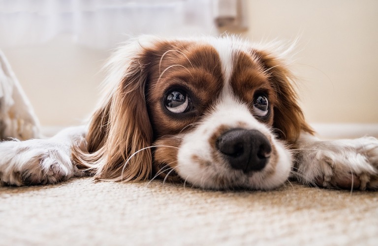 犬と共に涼しく過ごす窓ガラスフィルム施工