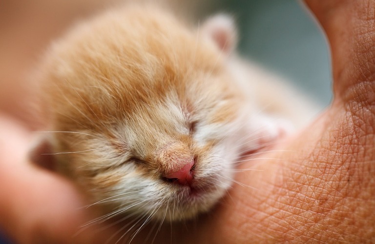 子猫と一緒に快適な暮らしを！