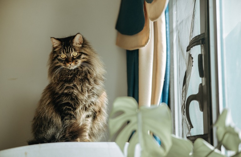 猫飼いの新常識！窓ガラスフィルム施工で快適な居住空間を！