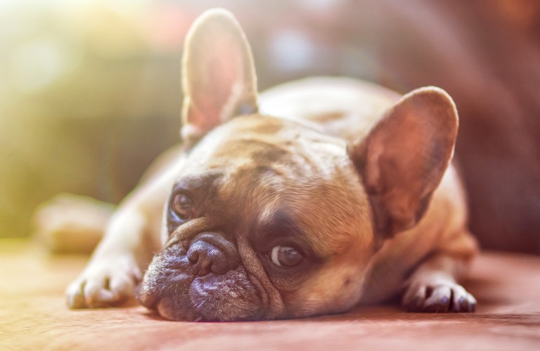 犬飼いの新常識　窓ガラスフィルム施工で愛犬と快適生活！